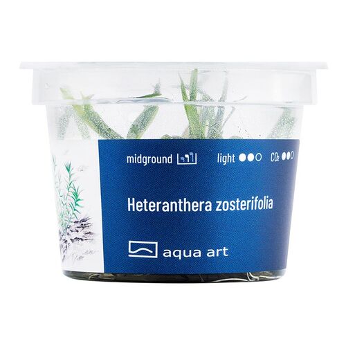 Aqua Art Heteranther zosterifolia Becherpflanze