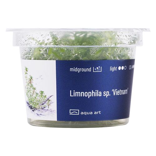 In-Vitro-Aquariumpflanze Aqua Art Limnophila sp. Vietnam Becherpflanze 