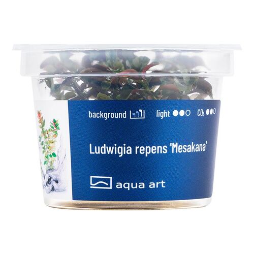 Aqua Art Ludwigia repens Mesakana Becherpflanze