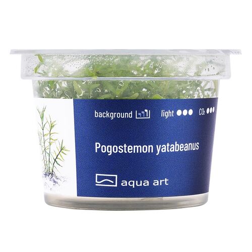Aqua Art Pogostemon yatabeanus Becherpflanze