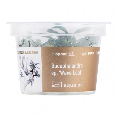 Aqua Art Limited Edition Bucephalandra sp. Wave Leaf  Becherpflanze