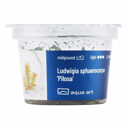 In-Vitro-Aquariumpflanze Aqua Art Ludwigia sphaerocarpa Pilosa Becherpflanze