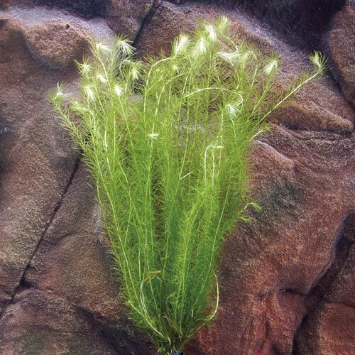 Aquarium-Hintergrundpflanze Zac: Mayaca fluviatilis