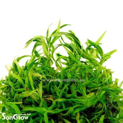 In-Vitro-Aquariumpflanze SonGrow Epaqvitro Eichhornia azurea, Azurblaue Wasserhyazinthe