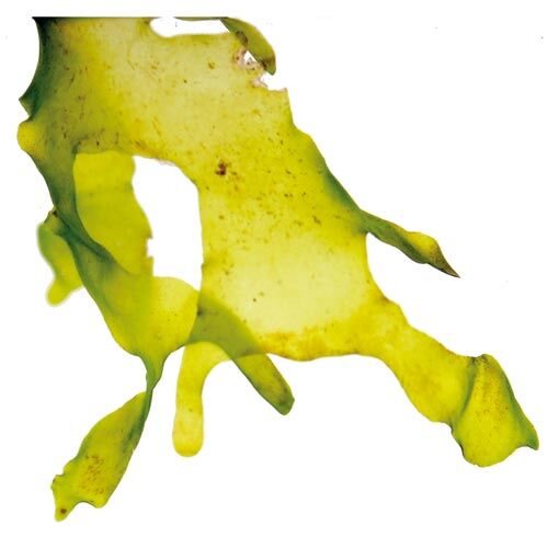 Zac: Süßwassertang (Lomariopsis lineata)