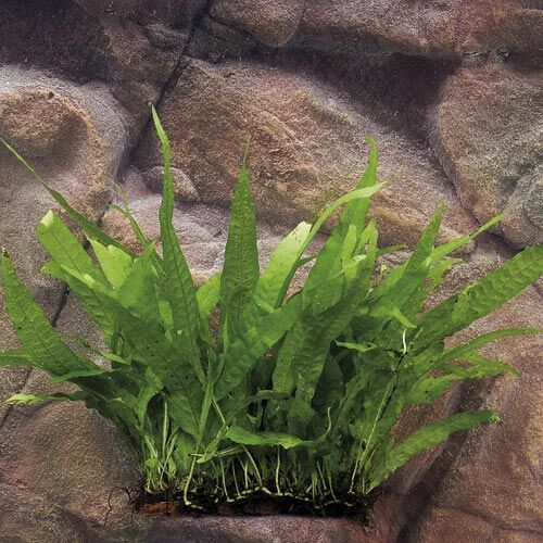 Zac-Wasserpflanzen: Microsorum pte. Matte