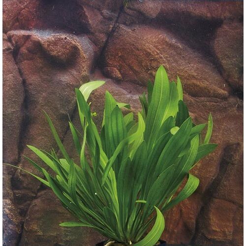 Zac-Wasserpflanzen: Echinodorus Mutterpflanze