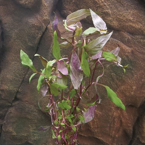 Aquarium-Hintergrundpflanze Zac-Wasserpflanzen: Alternanthera reineckii