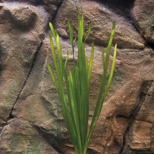 Wasserpflanzen Aquarium Mitte Zac-Wasserpflanzen: Vallisneria spiralis