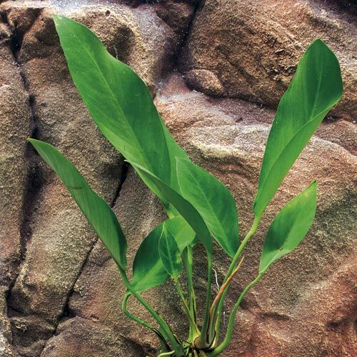 Aquarium-Hintergrundpflanze Zac-Wasserpflanzen: Anubias congensis