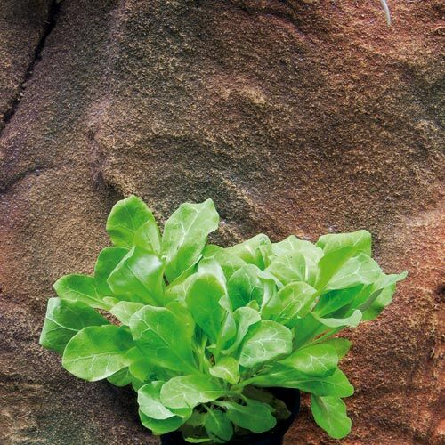 Aquarium Vordergrundpflanze Zac: Samolus valerandi