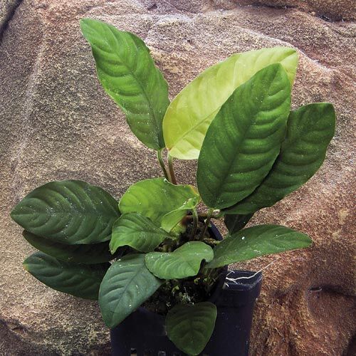 Aquarium Vordergrundpflanze Zac-Wasserpflanzen: Anubias coffeefolia