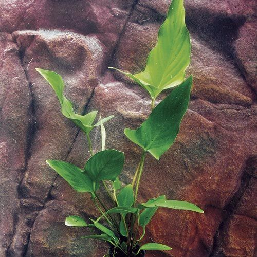 Aquarium-Hintergrundpflanze Anubias hastifolia Herzblättriges Riesenspeerblatt