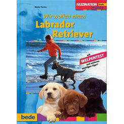 Bede: Labrador Retriever