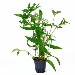 Aquarium-Hintergrundpflanze Hygrophila pantanal wavy Mutterpflanze