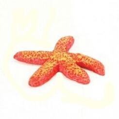 TMX Natureform Red Starfish  6x6x1.3 cm