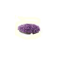 TMC Natureform Coloured Polyp Colony Purple 10x9x5cm