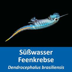 AQ4 Süßwasser Feenkrebse Dendrocephalus brasiliensis Eier mit Anleitung 25g