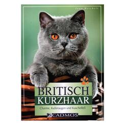 Katzenbuch Cadmos Britisch Kurzhaar