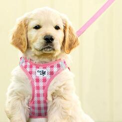 Curli Vest Geschirr Puppy Set Pink Caro  S