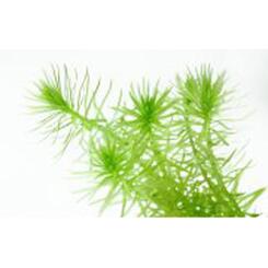 Aquarium-Hintergrundpflanze Dennerle Pogostemon deccanensis