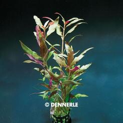 Aquarium-Hintergrundpflanze Dennerle Alternanthera reineckii Rot