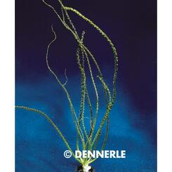 Aquarium-Wasserpflanze Dennerle Crinum calamistratum
