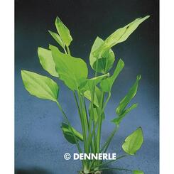 Aquarium-Hintergrundpflanze Dennerle: Echinodorus argentinensis XXL  1 Stk.