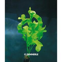 Aquarium-Hintergrundpflanze Dennerle Aponogeton ulvaceus