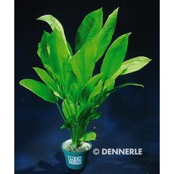 Aquarium-Hintergrundpflanze Dennerle: Echinodorus bleheri XL  1 Stk.