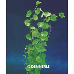 Aquarium-Hintergrundpflanze Dennerle: Hydocotcotyle leucocephala XL  1 Stk.