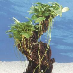 Aufsitzerpflanze: Dennerle Mbuna Wurzel mittel, mit 2 Anubias barteri nana Pflanzen