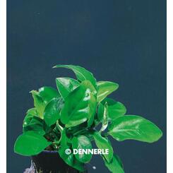 Aquarium Vordergrundpflanze Dennerle Anubias barteri var. nana Bonsai