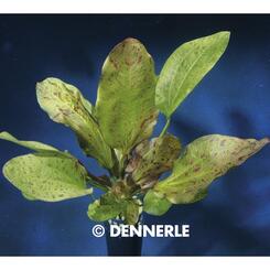 Aquarium-Wasserpflanze Dennerle: Echinodorus Ozelot XL  1 Stk.