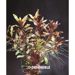 Aquarium-Wasserpflanze Dennerle Ludwigia glandulosa perennis