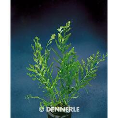 Aquarium-Hintergrundpflanze Dennerle Bolbitis heudelotii