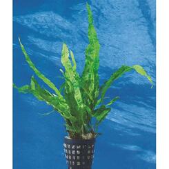 Aquarium-Hintergrundpflanze Dennerle Javafarn Microsorum pteropus