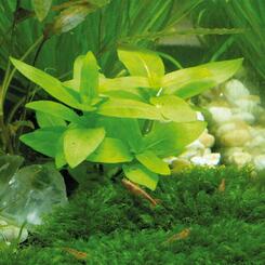 Aquarium Vordergrundpflanze Dennerle Staurogyne repens Topfpflanze