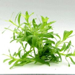 In-Vitro-Aquariumpflanze Dennerle Heteranthera zosterfolia In Vitro