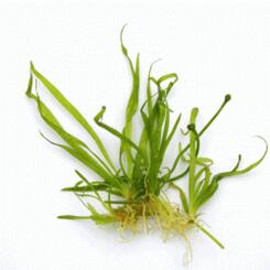 In-Vitro-Aquariumpflanze Dennerle Helanthium tenellum Broad Leaf In-Vitro