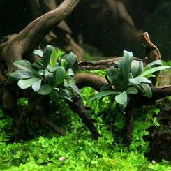In-Vitro-Aquariumpflanze Dennerle Wasserpflanze Bucephalandra spec. Serimbu Brown In Vitro
