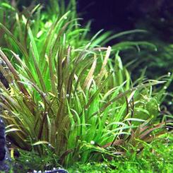 In-Vitro-Aquariumpflanze Dennerle Blyxa japonica in Vitro Bild 2