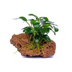 Aufsitzerpflanze: Dennerle Anubias nana Bonsai auf Stein
