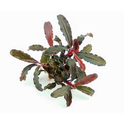 Aquarium Vordergrundpflanze Dennerle Bucephalandra sp. Red Scorpio