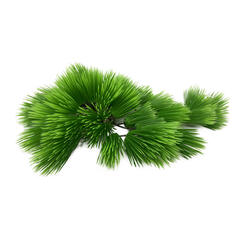 Aqua Della Eleocharis grün  22cm