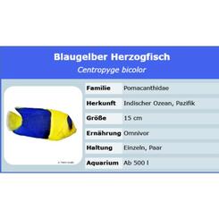 Centropyge Bicolor Blaugelber Zwergkaiserfisch