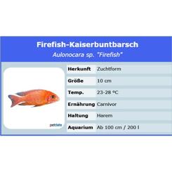 Aulonocara sp. firefish  1 Paar