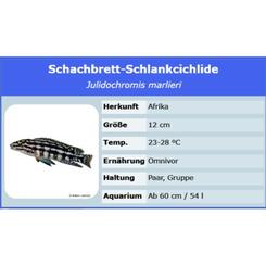 Julidochromis marlieri Schachbrett Schlankcichlide1 Stk.