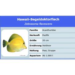 Meerwasserversand Zebrasoma flavescens Hawaidoktor L