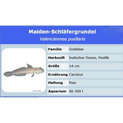 Meerwasserversand Valenciennea puellaris Maiden-Schläfergrundel L